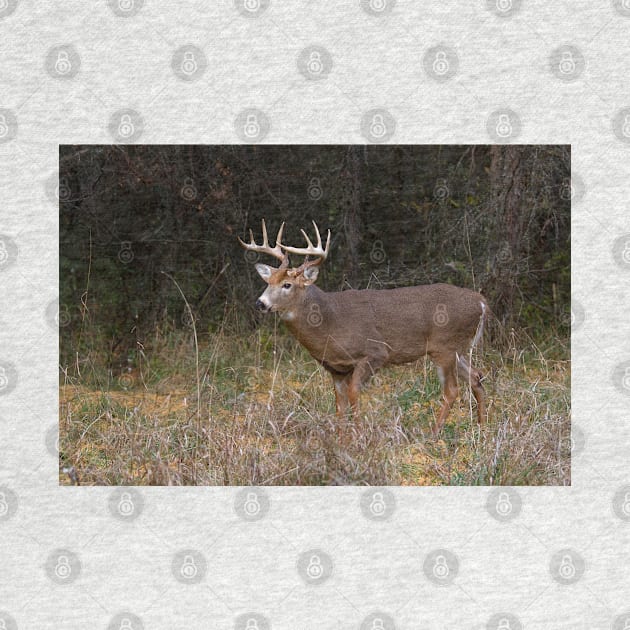 On the hunt - White-tailed deer Buck by Jim Cumming